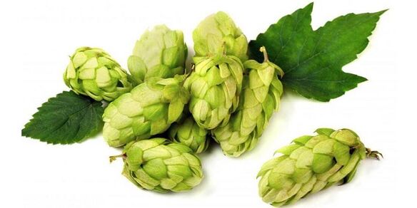 You can use hop cones to prepare an ointment for neck osteochondrosis. 